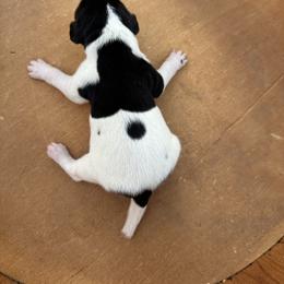 Boone - Black roan male German Shorthaired Pointer puppy in Bainbridge, Georgia from Chapman Bird Dogs