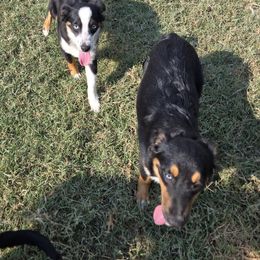 Sprinkles - Black tri female Miniature Australian Shepherd puppy in Ennis, Texas from God’s Little Aussies