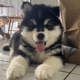 Almond - Black and white male Siberian Husky puppy in Livermore, California from Limitless Huskies