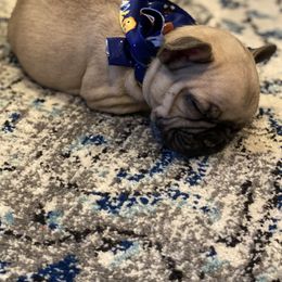 French Bulldog Puppies from Breakfast with Frenchies