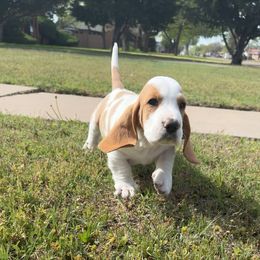 Boy 3 - Lemon and white Basset Hound puppy in Panhandle, Texas from TNT Bassets