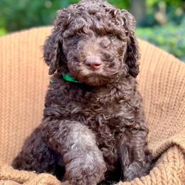 Bruce - Phantom male Poodle puppy in Tunnel Hill, Georgia from Good Friend Poodles