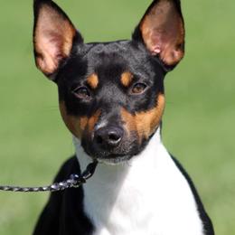 Beam - Rat Terrier