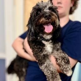 Cavapoo puppies from Porchlight Puppies