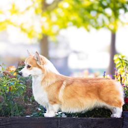 Pembroke Welsh Corgi puppies from Crownwyn Corgis