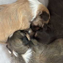 Havanese puppies from Tzedek Farm