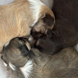 Havanese puppies from Tzedek Farm