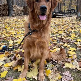 Ripley - Golden Retriever