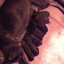 Boy 5 - Sable male German Shepherd puppy in Oakland, Oregon from VHM German Shepherds