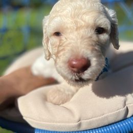 Poodles from Ani Kyan