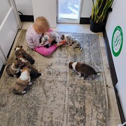 Collie Puppies from Circle H Farm