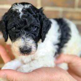 Porter - Parti male Goldendoodle puppy in Macclenny, Florida from Baker County Goldendoodles