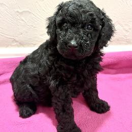 Black female 3 - Black female Poodle puppy in Williston, Florida from JD French Bulldogs, Mini Poodles, and Border Collies