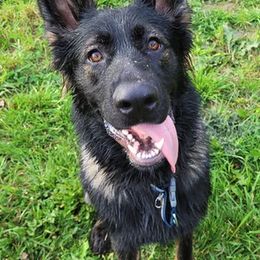 German Shepherds from Kvell Shepherds