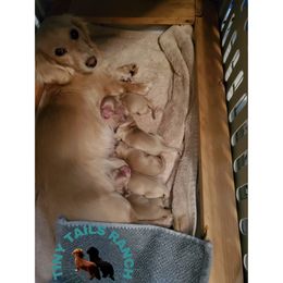 Dachshund Puppies from Tiny Tails Ranch