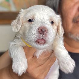 Girl 3 - White female Maltipoo puppy in Las Vegas, Nevada from Maltipoo_vegas