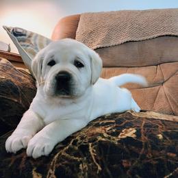 Labrador Retriever Puppies from Treasure Mountain Labrador Retrievers