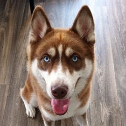 Siberian Huskies from Lesley Smith's Huskies