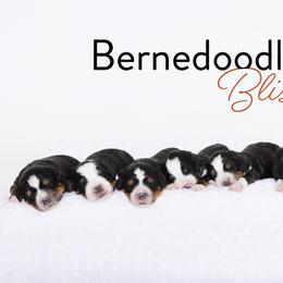 Bernedoodle Puppies from Bernedoodle Bliss