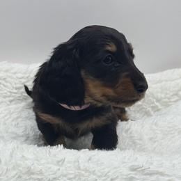 Pink collar girl - Black and tan female Dachshund puppy in Maurice, Louisiana from Hart Dachshunds