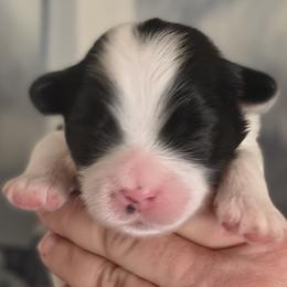 Yoda - White male Lhasa Apso puppy in Greenville, South Carolina from Lots of Lhasa Love