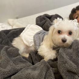 Maltese Puppies from B&O Maltese