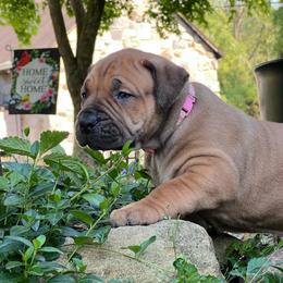 AKENO - Red female Boerboel puppy in Pennsylvania from Cold River Boerboels