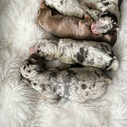 Dapple girl 2 - Dapple female Dachshund puppy in Wahiawa, Hawaii from Versatile Ohana