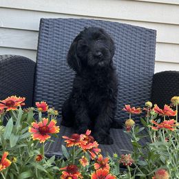 Spencer - Black male Australian Labradoodle puppy in Morristown, New Jersey from English Manor Labradoodles