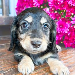 Daisy - Black and cream female Dachshund puppy in Sylvania, Alabama from Yancey’s Doxies