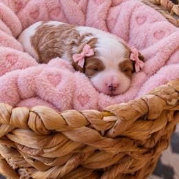 Pudding - Blenheim female Cavapoo puppy in Fordland, Missouri from K&K's Puppy Kingdom
