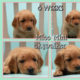 Skywalker (Skye) - Dark golden female Golden Retriever puppy in Driggs, Idaho from SK Golden Retrievers