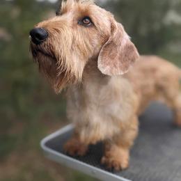 Frankie - Dachshund