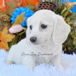 Dachshund Puppies from River Run Dachshunds