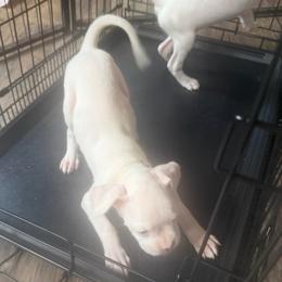 Yellow - White female Boxer puppy in Evington, Virginia from Boxer Tails