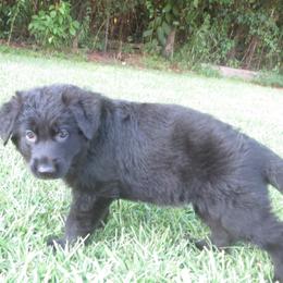 German Shepherd Puppies from V Diamondburg Kennels