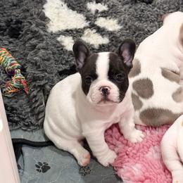 Encore - White and brindle male French Bulldog puppy in New Hampton, New Hampshire from Kismet French Bulldogs