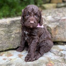 Java - Liver and white female Springerdoodle puppy in Lisbon, Ohio from Willow Lane Doodles
