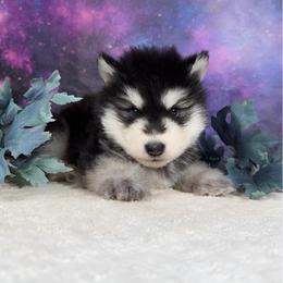 Zodi (zodiac) - Black and white male Alaskan Malamute puppy in Spokane, Washington from Asgard Wooly Malamutes