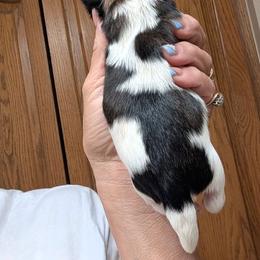 Chocolate - Tricolor female Shih Tzu puppy in Choctaw, Oklahoma from Karen Elliott