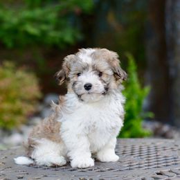 Havanese from Sweetwood Havanese