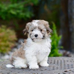 Havanese from Sweetwood Havanese