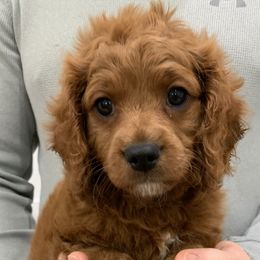 Cavapoo Puppies from Coastal Cavapoos