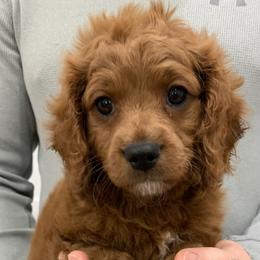Cavapoo Puppies from Coastal Cavapoos
