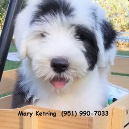 Old English Sheepdog Puppies from Wild-n-Woolly Old English Sheepdogs