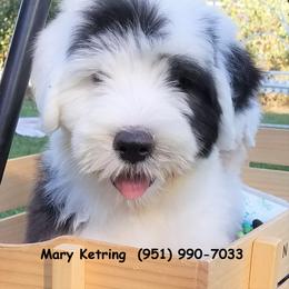 Old English Sheepdog Puppies from Wild-n-Woolly Old English Sheepdogs