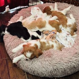 Cavalier King Charles Spaniel Puppies from Solheimar