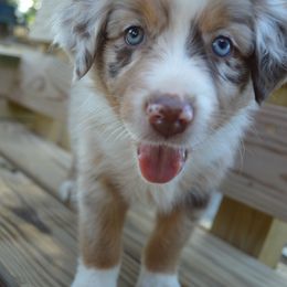 Oakley ASDR  formally knows as Liberty - Red merle female Australian Shepherd puppy in Johnson City, Tennessee from St. Isidore's Australian Shepherds