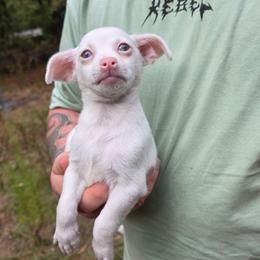 Icy - White male Chihuahua puppy in East Camden, Arkansas from RoyAl
