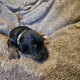 Doodle - Tri-color male Bernedoodle puppy in Candia, New Hampshire from Joyful Pastures Homestead